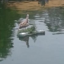 Pelecanus philippensis
