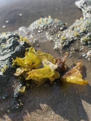 Ulva lactuca