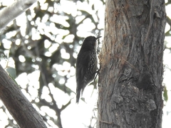 Cormobates leucophaea
