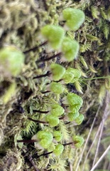 Asterella