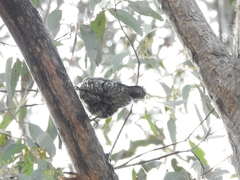 Cormobates leucophaea