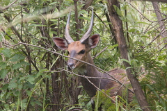 Tragelaphus sylvaticus sylvaticus