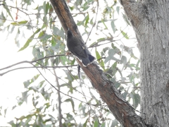 Cormobates leucophaea