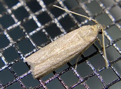 Phycitinae