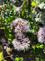 Agathosma capensis