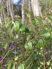Breynia oblongifolia
