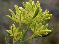 Glischrocaryon behrii