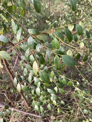 Breynia oblongifolia