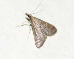 Dolicharthria punctalis