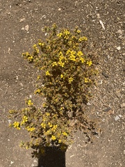 Deinandra fasciculata