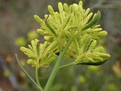 Glischrocaryon behrii