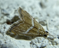 Abegesta remellalis