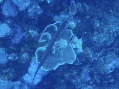 Aulostomus chinensis