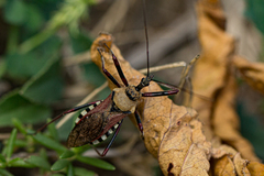 Rhynocoris neavei