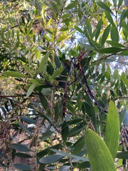 Acacia longifolia
