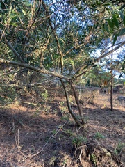 Acacia longifolia