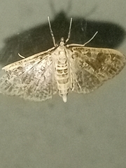 Palpita