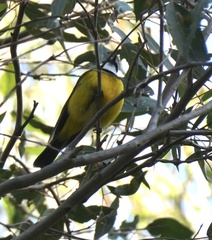 Pachycephala pectoralis