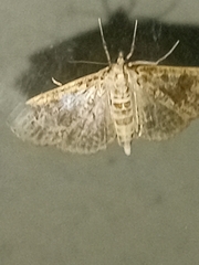Palpita