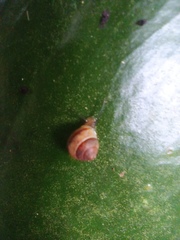 Bradybaena similaris