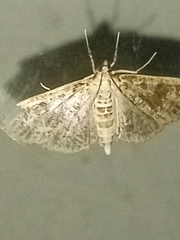 Palpita