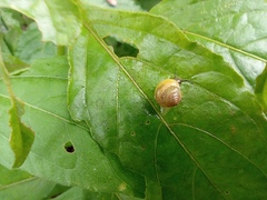 Bradybaena similaris