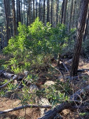 Acacia longifolia