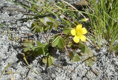 Oxalis perennans