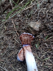 Cortinarius austrovaginatus