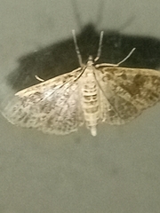 Palpita