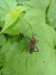 Phthiacnemia picta