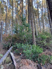 Acacia longifolia