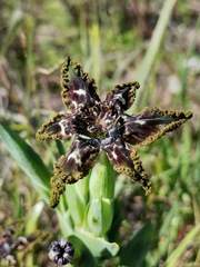 Ferraria crispa