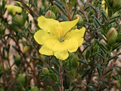 Hibbertia virgata