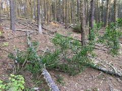 Acacia longifolia