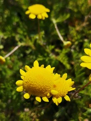 Cotula pruinosa