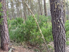 Acacia longifolia