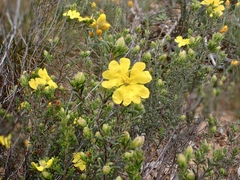 Hibbertia virgata