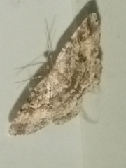 Melanolophia