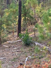 Acacia longifolia