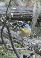 Pardalotus punctatus