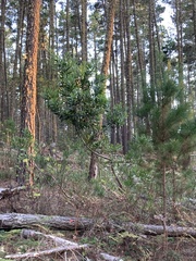 Acacia longifolia