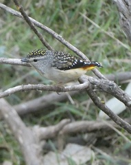 Pardalotus punctatus