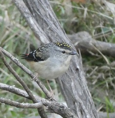 Pardalotus punctatus