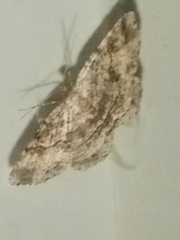 Melanolophia