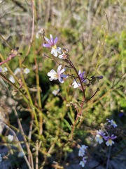 Nemesia bicornis