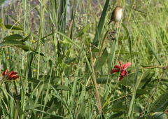 Cisticola exilis