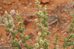 Salsola australis