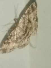 Melanolophia