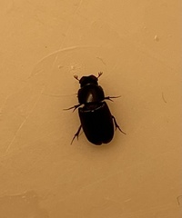 Aphodiinae